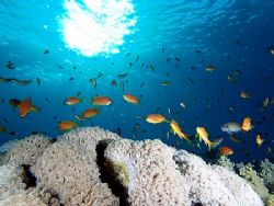 Sunburst and anthias taken at Yolande reef, Ras Mohamed Park by Nikki Van Veelen 